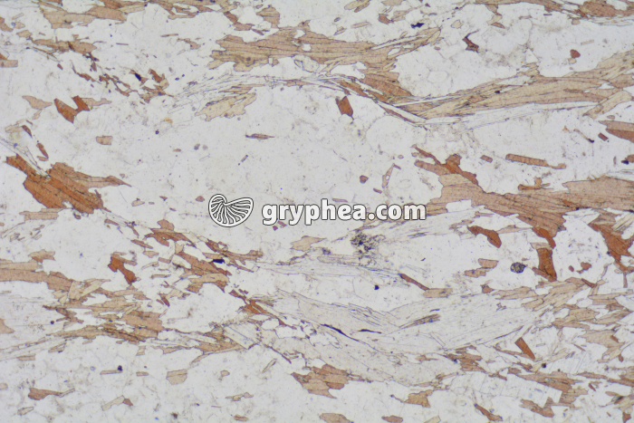 Gneiss à 2 micas (Bas Limousin) LPNA x10 - gryphea.com